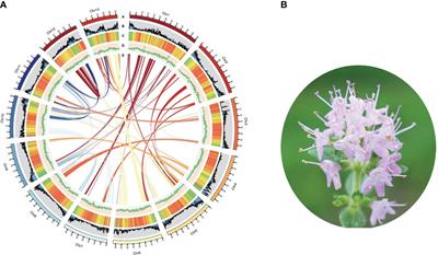 Chromosome-level genome of Thymus mandschuricus reveals molecular mechanism of aroma compounds biosynthesis